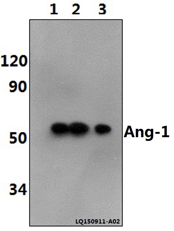 Ang-1 (E207) polyclonal antibody-Primary Antibodies-Bioworld Technology ...