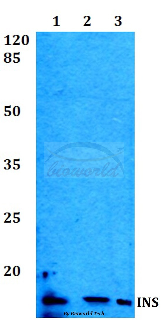 Insulin polyclonal antibody-Primary Antibodies-Bioworld Technology, Inc.