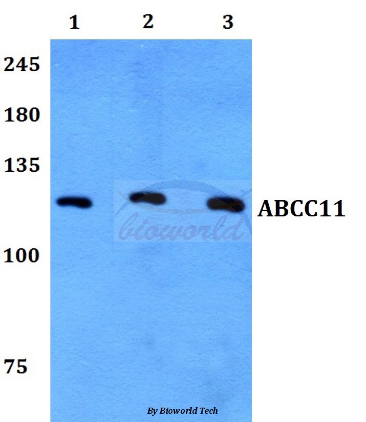 ABCC11 polyclonal antibody-Primary Antibodies-Bioworld Technology, Inc.