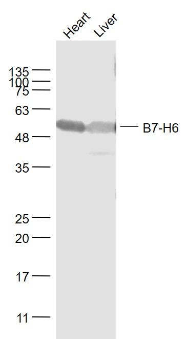 B7-H6 Polyclonal Antibody-Primary Antibodies-Bioworld Technology, Inc.